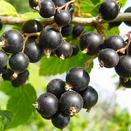 Смородина черная Ядреная