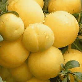 Алыча гибридная Мара