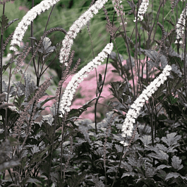 Клопогон ветвистый Brunette