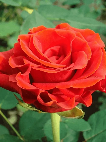 Роза чайно-гибридная El Toro