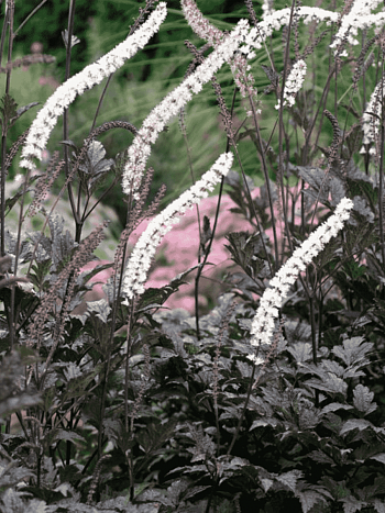 Клопогон ветвистый Brunette