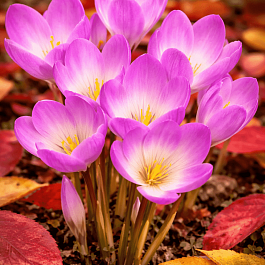 Крокус Ботанический Zonatus