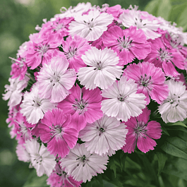 Гвоздика турецкая Dash Magican