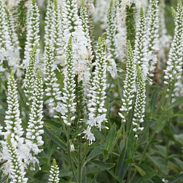 Вероника колосковая Айсикл Вероника колосковая Айсикл