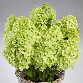 Гортензия метельчатая Пандора Гортензия метельчатая Пандора