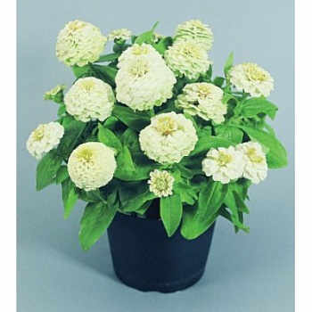 Цинния Циннита Вайт