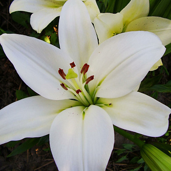 Лилия азиатская Йети НАБОР 2ШТ (2+2)