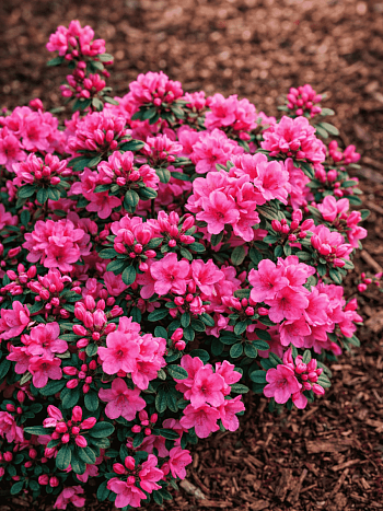 Рододендрон тупой  Anouk