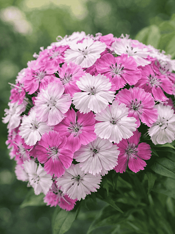 Гвоздика турецкая Dash Magican