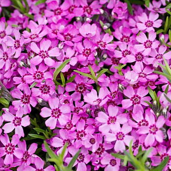 Флокс шиловидный Цвергентеппих