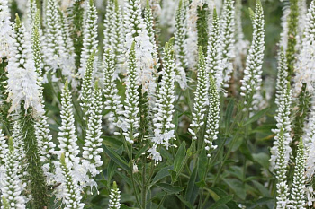 Вероника колосковая Айсикл