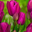 Тюльпан Purple Bouguet