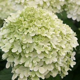 Гортензия метельчатая Литтл Альф