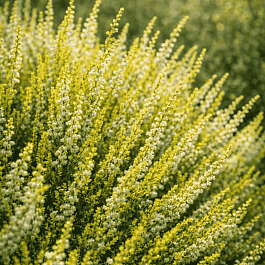 Вереск обыкновенный Westerlee Gold