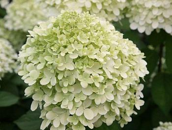 Гортензия метельчатая Литтл Альф