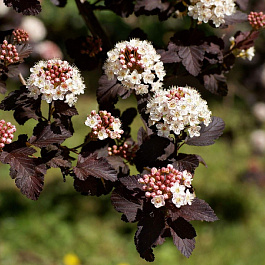 Пузыреплодник калинолистный Файрсайд