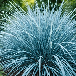 Элимус песчаный  Blue Dune