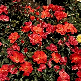 Роза флорибунда Tawny Tiger