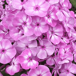 Флокс метельчатый Pixie Miracle