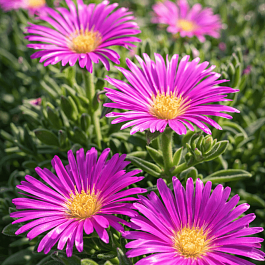 Делосперма Сазерленда