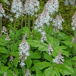 Тиарелла Верри