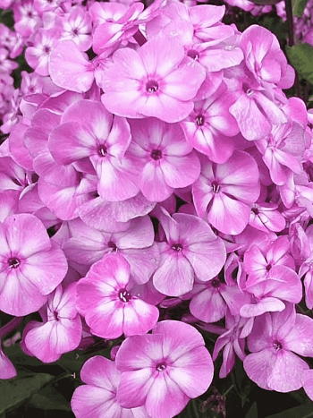 Флокс метельчатый Pixie Miracle