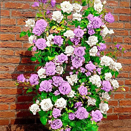 Роза плетистая (2 прививки) Мистер Вондер (Клайминг Айсберг х Клайминг Си-Си)