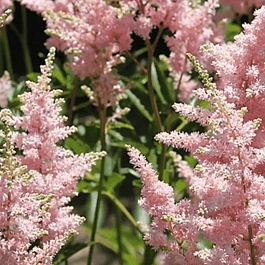 Астильба Power pop