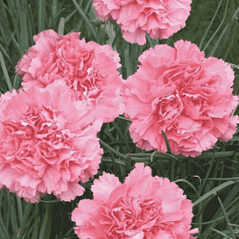 Гвоздика Гренадин