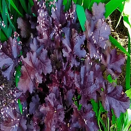 Гейхера Black Beauty