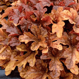 Гейхерелла Buttered Rum