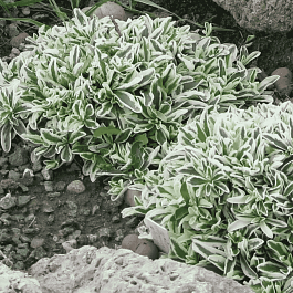 Арабис Фердинанда Кобургского Variegata