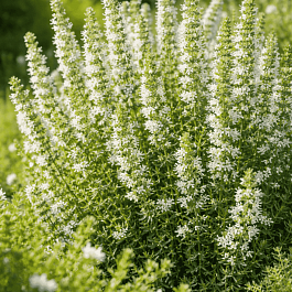 Иссоп лекарственный Albus