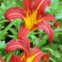 Лилейник красный