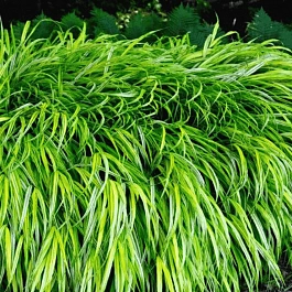 Хаконехлоа большая