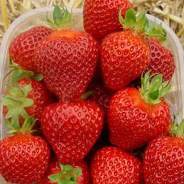 Земляника садовая Рамина