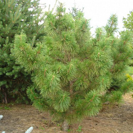 Сосна обыкновенная Tabuliformis