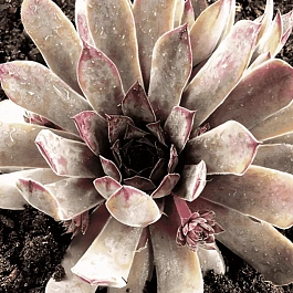 Молодило кровельное Julia