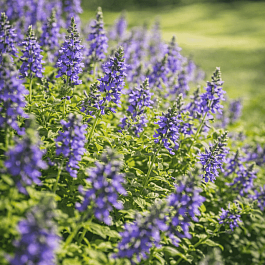 Вероника простёртая Aztec Gold