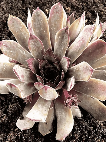 Молодило кровельное Julia