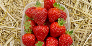 Земляника садовая Рамина