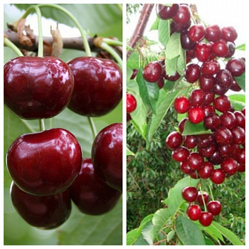 Дерево-сад (2-3х летка) черешня 2 сорта Ипуть-Бычье сердце