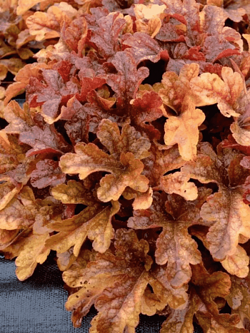 Гейхерелла Buttered Rum