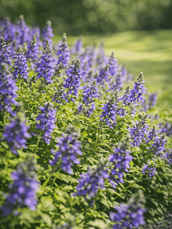 Вероника простёртая Aztec Gold