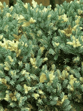 Можжевельник чешуйчатый Floreant