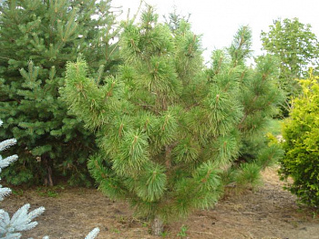 Сосна обыкновенная Tabuliformis