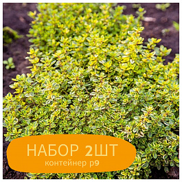Тимьян лимоннопахнущий Голди НАБОР 2ШТ Тимьян лимоннопахнущий Голди НАБОР 2ШТ