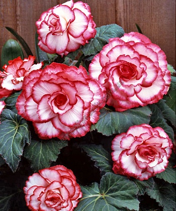 Бегония Клубневая Bouton de Rose
