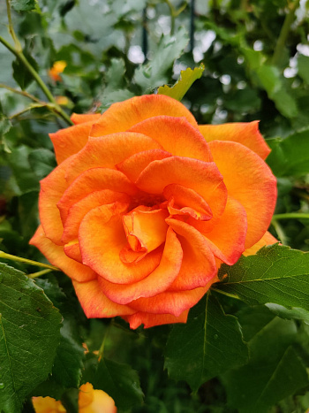 Роза парковая Сахара