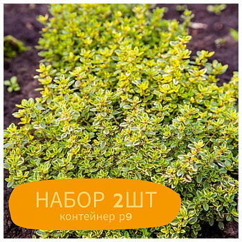 Тимьян лимоннопахнущий Голди НАБОР 2ШТ Тимьян лимоннопахнущий Голди НАБОР 2ШТ